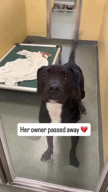 Mia’s world changed in an instant 😔💔  For two years, this beautiful American S
