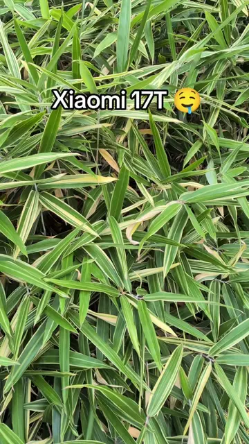 xiaomi 17T is 😍🤤 #fyp #xiaomi17t #design #techtok 