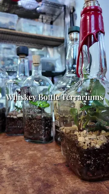 Some of the coolest terrariums we can make are whiskey bottle terrariums. Their 