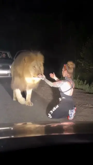 Real or AI? You make the call. A lion crosses walks straight up to a woman stand