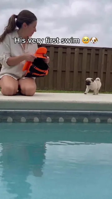 Comment “SWIM” if you like them🐕❤️🐾 #dogmom #dogs #frenchbulldog #pug #doglife