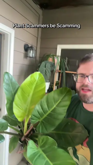 Y’all the tiktok lives where they sell and auction BASIC HOUSEPLANTS are scams, 