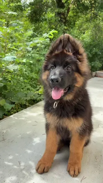 #germanshepherdpuppylife #puppydog 