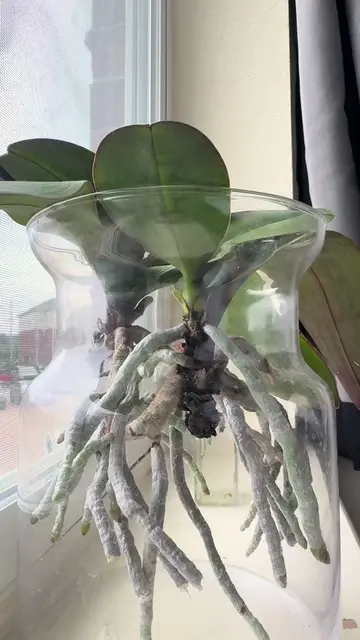 Rainy day watering! This orchid is about to bloom and I am so excited! (Water is