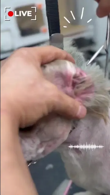 Ear hair + wax + moisture = stinky, itchy ears. We offer gentle ear plucking & c