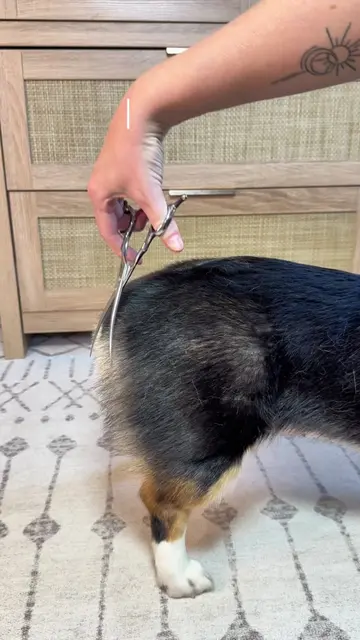 Before the corgi grooming police arrive: no, I’m not shaving or harming her doub