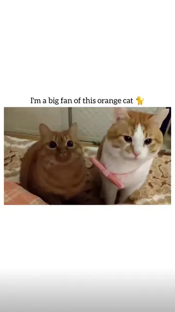 #FunnyCats #CatTok #CatsOfTikTok #CatSoftTikTok #CatLover #Cats #Kitten #FunnyAn