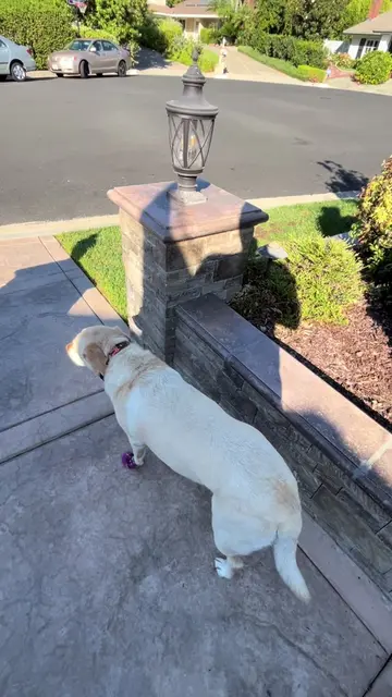 This Labrador Retriever Rings Her Best Friend’s Doorbell Every Day 🥹 #dog #dogl