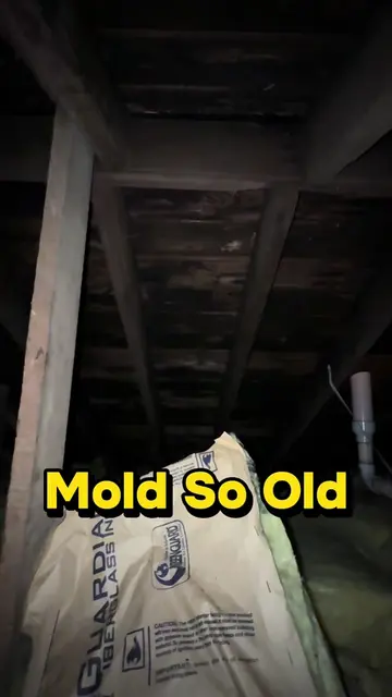 Mold so old that it actually starts drying up and delaminating from the roof dec