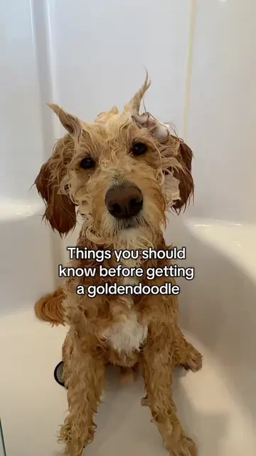 Totally worth it 🥰 #dogs #goldendoodle #goldendoodlesoftiktok 