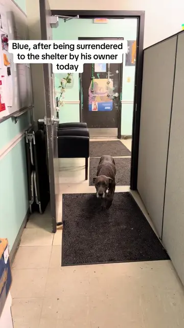 Spending this Sunday evening with our boy Blue at The City of Mobile Animal Serv