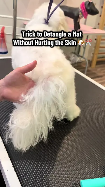 Little Grooming Tricks You NEED to Know! 🐶✂️✨ #maltese #poodle #doggrooming #do