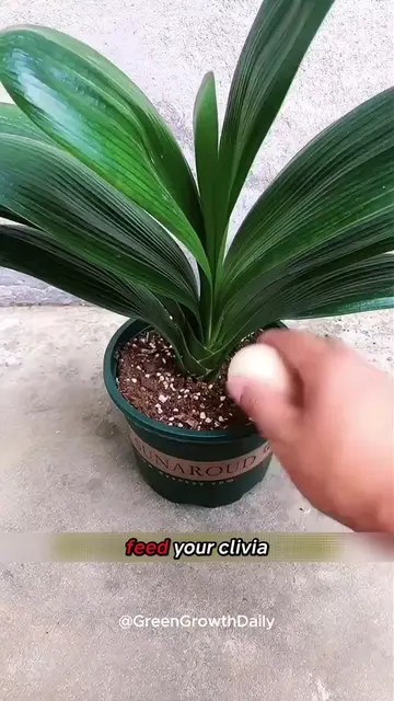 Grow More Aloe Vera Without Buying Another Plant. aloe vera aloe vera plant aloe