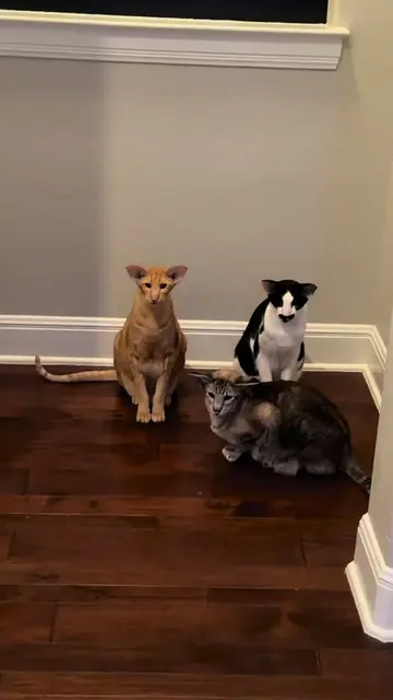 The squad isn’t sure what Keebler is asking for but they’re going to support him