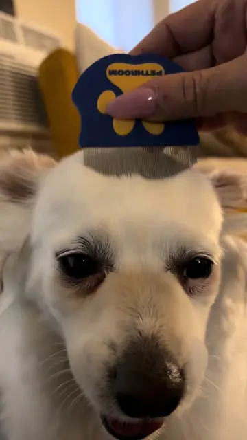 🎀My dog loves his new facial comb from Pethroom !! 💙💛🪮 check out his bliss l