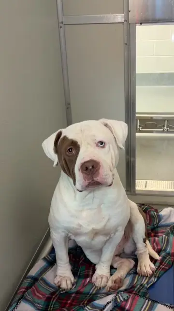 UPDATE: RESCUED ❤️ 🚨‼️ EUTHANASIA DEADLINE 5pm TODAY 8/24‼️🚨 📍INDIANAPOLIS, I
