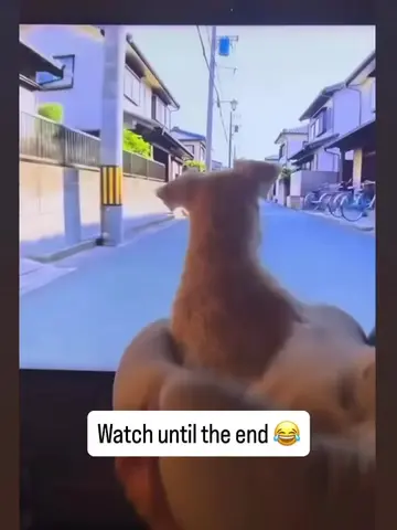 He was done 😂 . . .  #doglove #petgame #PetCommunity #funny #lastchancepawsresc