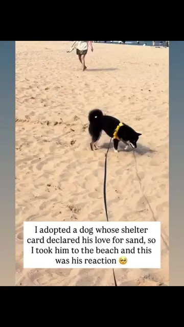 He was supposed to love sand… and he absolutely DID! 🥹🐾🏖️ Watching my newly a