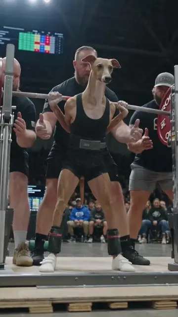 No excuses. No shortcuts. Just grit and commitment. 🏋️🏽‍♂️💀 #powerlifting #we