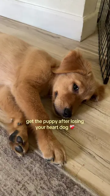 i told myself over and over that i would never get another dog… God said, “here’