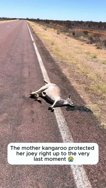 Rescue a baby kangaroo #rescue #rescueanimals #kangaroo #fyp #animals 
