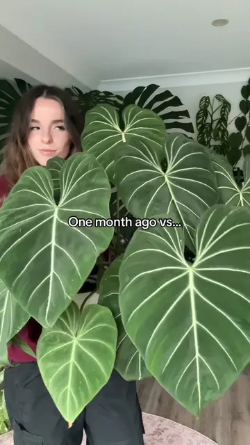You over water ONE TIME, and everything falls apart 🫠 #planttiktok #plantsoftik