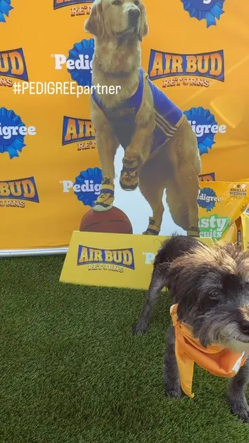 #PEDIGREEpartner Watching the golden retriever movie that started it all at the 