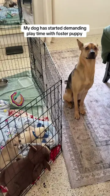 Any time I put Cowboy in his pen, Cactus throws a fit for him to come out and pl