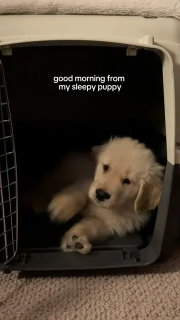 his hiccups get me every time 🥲 #sleepypuppy #puppylove #goldenpuppy #goldenret