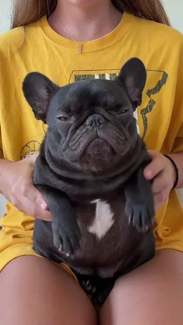 Mabel’s got that feeling🙂‍↕️ #frenchie #dance #frenchbulldog #mabelthefrenchie 