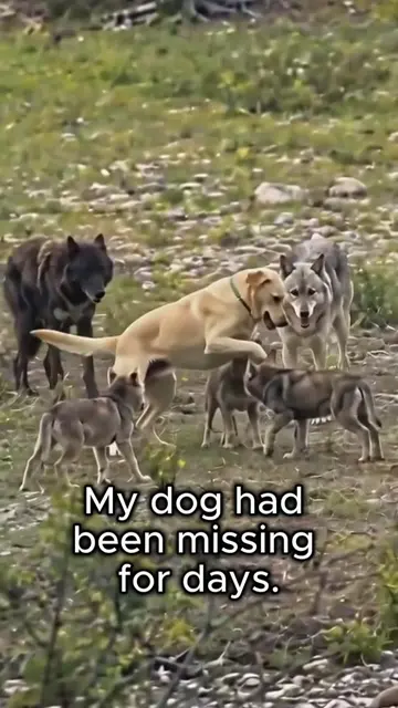 My Lost Dog Was Living With a Wolf Pack We found our missing dog playing with a 