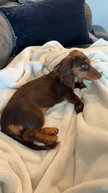This is her jam  #longhaireddachshund #pupp #weinerdog #dog #dogsoftiktok 