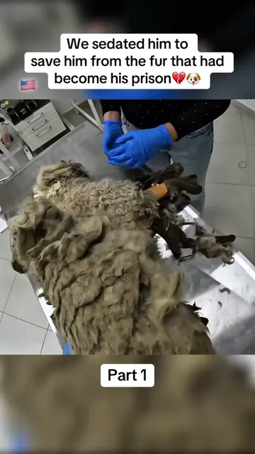 We had to sedate him because his own fur had become too painful to safely remove