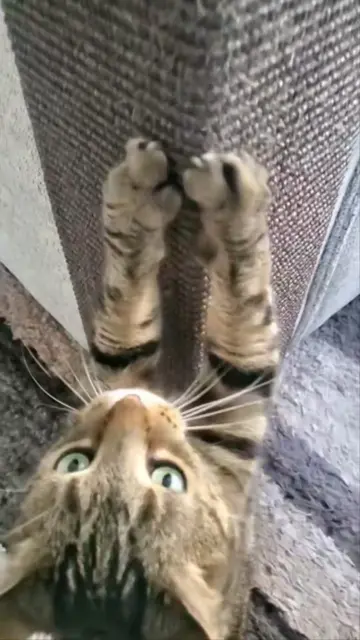 Cricket's favorite new toy! Check it out on my Chewy storefront. https://www.cre
