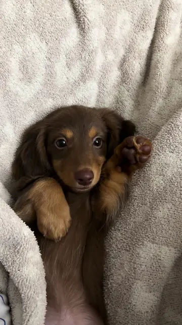 nap times >>> #dachshundsoftiktok #minidachshund #dachshund 