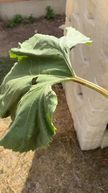 Sunflower leaf bigger than Honey… the way she stayed fully flopped munching away