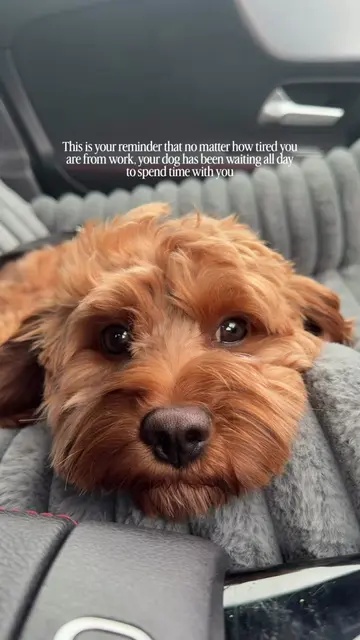 🥹🤍 #dogsoftiktok #foryoupage #cutedog #cavapoo #doglife 