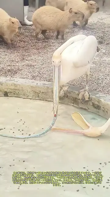 水管を巻く鳥の知恵：動物園の「水遊び革命」がもたらす意外な効果