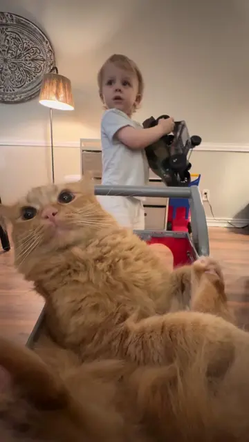 club with my homies #fyp #cattok #catsoftiktok #cat #catandtoddler 