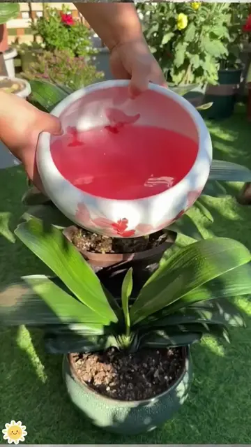 Para sa Bougainvillea, Rose, Gumamela at iba pang paboritong bulaklak, magandang