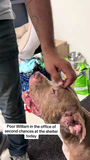 Poor William. This boy came into The City of Mobile Animal Services with those a