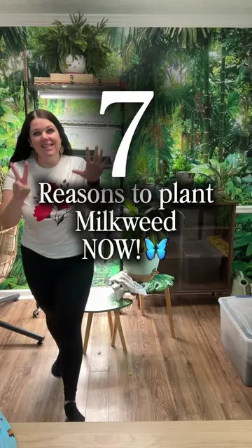 🦋 7 reasons you should be growing milkweed! ❄️ Many milkweed species benefit fr