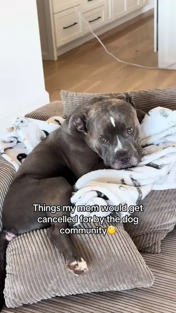 What should her sentence be?? #dogtok #dogsoftikok #dogparents #funnydogvideos #