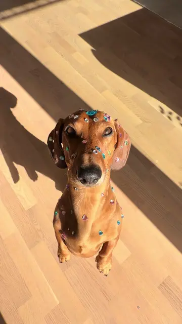 Let’s dance! 💙💎🩵 #fyp #dog #dachshund #pet #viral 