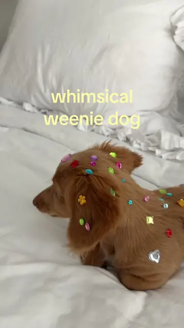 the most whimsical girl 🦄⭐️✨ #whimsy #whimsical #weeniedog #dachshund #dachshun