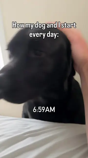 Can’t think of a better way to start my morning  #dogsoftiktok 