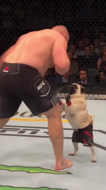 Lucas entered the octagon and chose violence 🐶🥊🔥 #pug #UFC #MMA #PugLife #Fun