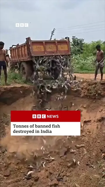 More than 36 tonnes of Thai catfish were found and destroyed in central India. I