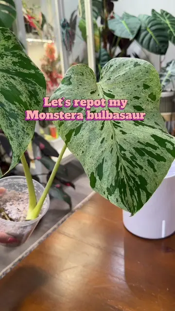 Repotting my Bulbasaur Monstera after trimming away some root rot 🌱✨ and the ON