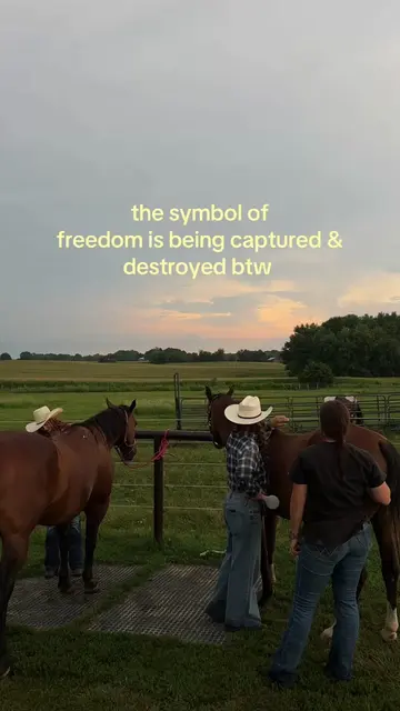 reduced down to $25 #wildhorses #horses #ftrump #awareness 